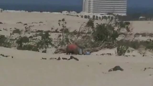 grande puta destruye su xxx latino hd culo con un juguete hasta que ella suplica que pare